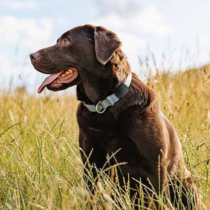 Greenlight Safe Pets - GPS tracker